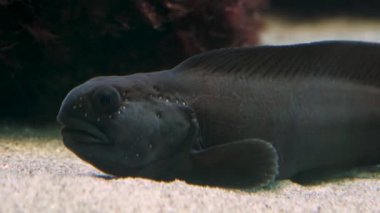 Yerdeki kurt balıklarına yaklaş.