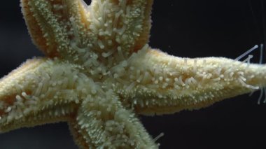 Deniz yıldızına yaklaş, denizyıldızı. Tüplerin zaman aşımı hareketi