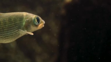 Soldan süzülen büyük gözlü küçük balıklara yaklaş..