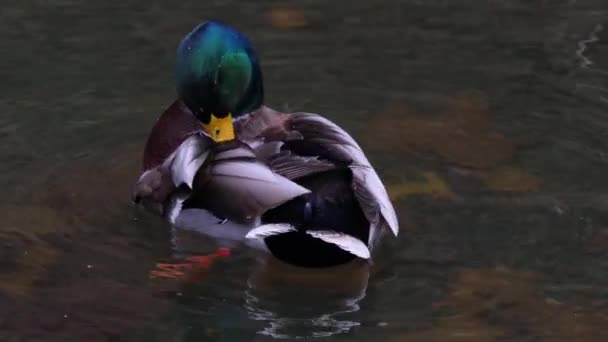 Close Male Duck Floating Water Grooming Self — Stock Video