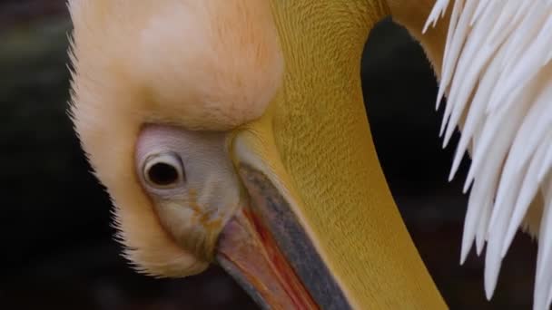 Pelikan Aus Nächster Nähe — Stockvideo