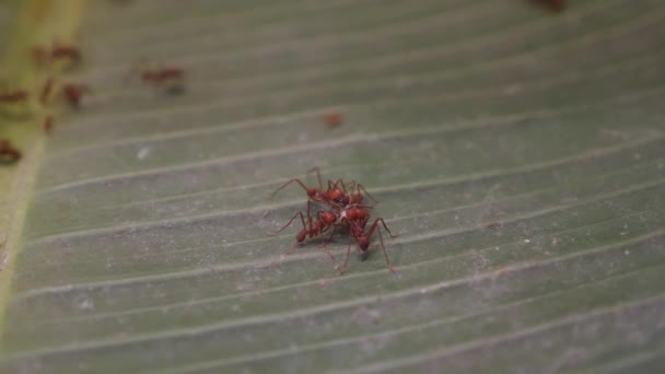 Κοντινό Πλάνο Των Μυρμηγκιών Κοπής Φύλλων — Αρχείο Βίντεο