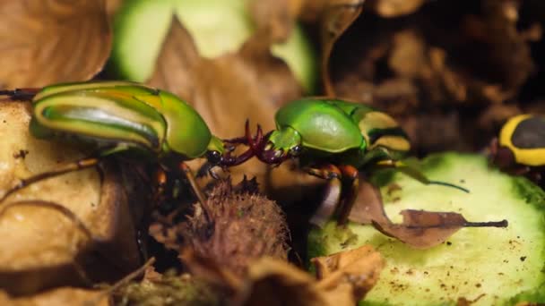 Närbild Två Rosenschäfer Guldsmed Skalbagge Scarab Slåss Mot Varandra — Stockvideo