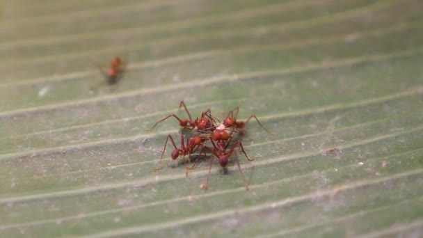 Cierre Hormigas Cortadoras Hojas — Vídeo de stock