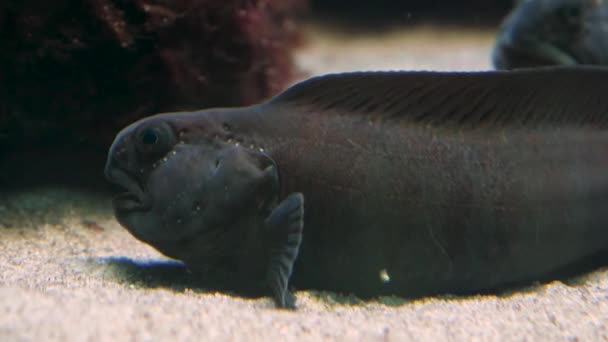 Yerdeki Kurt Balıklarına Yaklaş — Stok video
