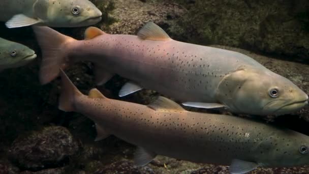 Nahaufnahme Von Zwei Forellen Die Einem Fluss Treiben — Stockvideo