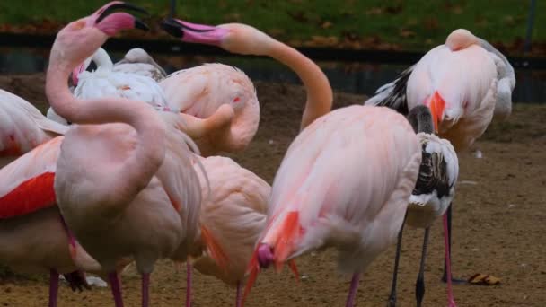 Close Flamingo Arguing Right Left — Stock Video