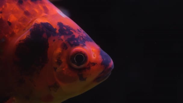 Nahaufnahme Bunter Karpfenfische Profil Des Kopfes Nach Rechts — Stockvideo