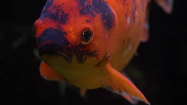 Primer Plano Peces Carpa Colores Vista Desde Frente — Vídeos de Stock