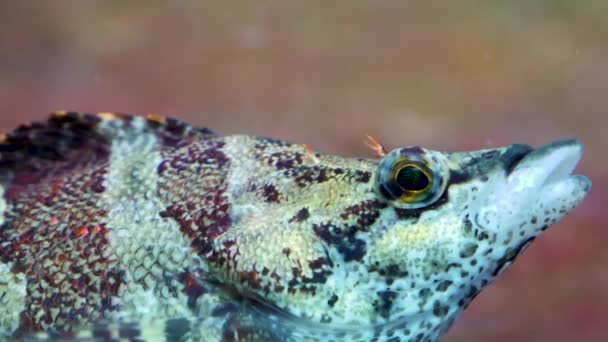 Primer Plano Cabeza Greenling Pintada Moviendo Ojo — Vídeos de Stock