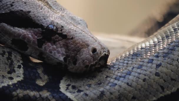 Großaufnahme Von Boa Constrictor Kopf Mit Herauskommender Zunge — Stockvideo