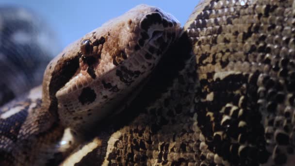 Close Boa Constrictor Head Tongue Coming Out — Stock Video