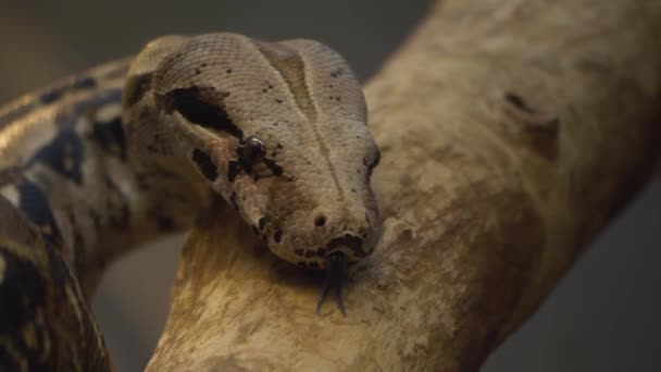 紧闭大蟒蛇的头 伸出舌头 — 图库视频影像