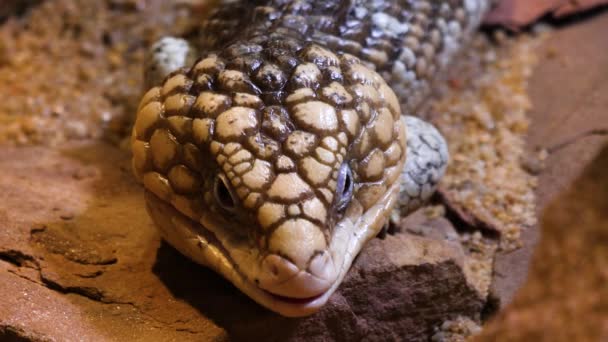 Close Van Pine Cone Skink Hagedis Hoofd — Stockvideo