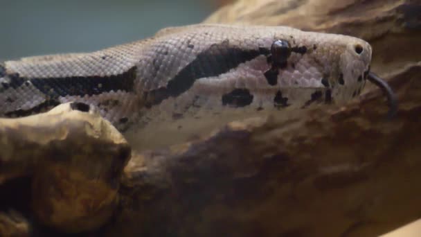 Närbild Boa Konstriktorhuvud Slow Motion Från Sidan Med Tungan Kommer — Stockvideo