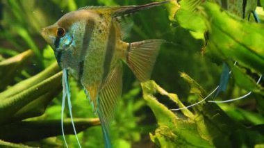 Suda yüzen iki melek balığına yaklaş.