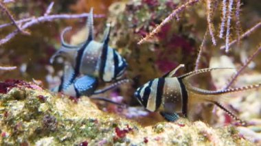 Yüzen Bangai-Kardinal balıklarına yakın durun.