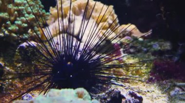 Deniz kestanesinin kapağını kapatın ve yere yatın..