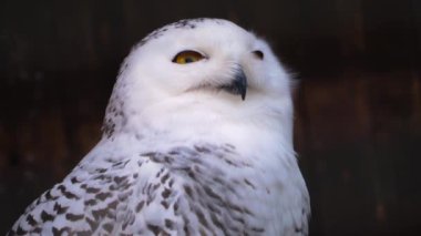 Kar baykuşunun başını döndür.