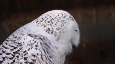 Kar baykuşunun başını döndür.