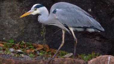 Balıkçıl bir gölette dikilirken
