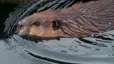 Yüzen kunduzlara yaklaş.