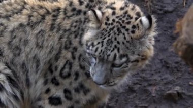 Kar leoparını kapat.