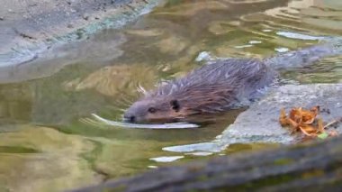 Kunduz yüzüşünün yakın görüntüsü 