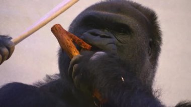 Goril kafasının yakınına. 