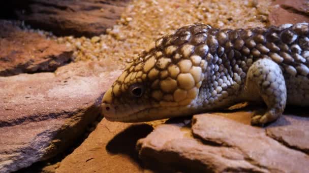 Close Van Pine Cone Skink Hagedis Hoofd — Stockvideo