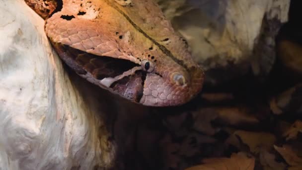 Zbliżenie Gaboon Viper Głowa Węża Czołga Się Przodu — Wideo stockowe