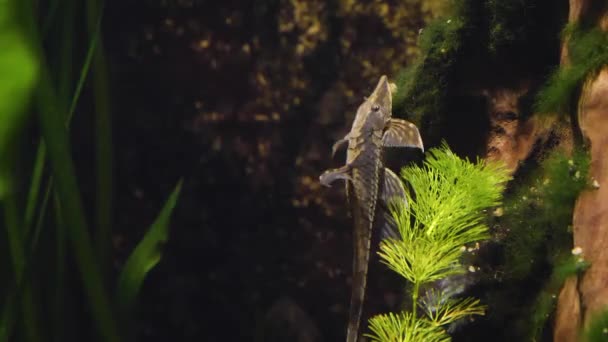 Närbild Små Whiptail Catfish Vickande Runt Växt — Stockvideo