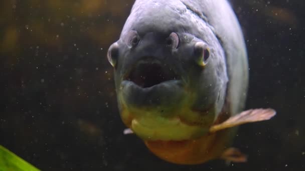 Zbliżenie Piranii Lub Piranii Widok Przodu Ust — Wideo stockowe