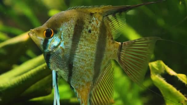 Primer Plano Dos Peces Ángel Flotando Agua — Vídeos de Stock