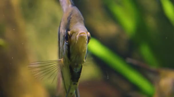 Primer Plano Dos Peces Ángel Flotando Agua — Vídeos de Stock