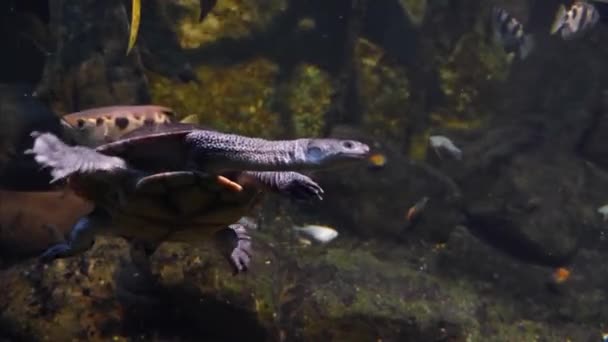 Κοντινό Πλάνο Της Χελώνας Φιδιού Κάτω Από Νερό — Αρχείο Βίντεο