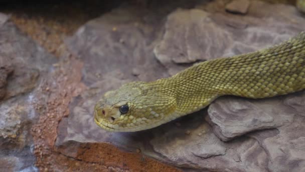 Primo Piano Serpente Sonaglio Strisciare Lungo — Video Stock