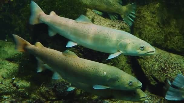 Primer Plano Tres Truchas Flotando Río — Vídeo de stock