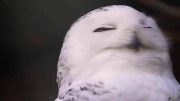 雪のフクロウの頭の回転を閉じる — ストック動画