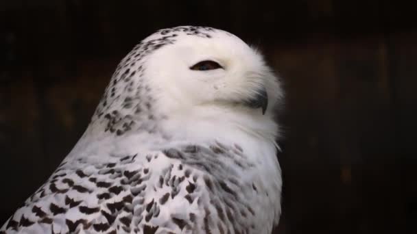 Close Snow Owl Head Turning — Stock Video