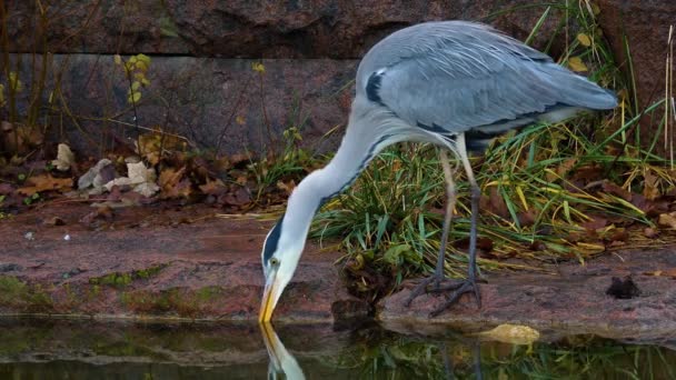 Close Heron Standing Pond — Stock Video