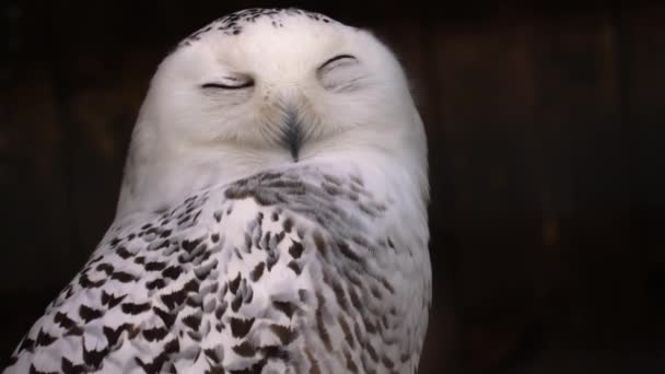Close Snow Owl Head Turning — Stock Video