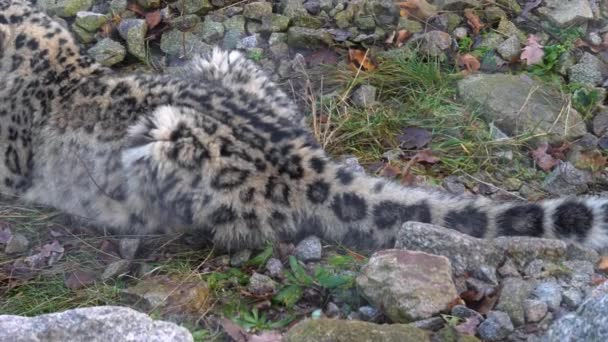 Plan moyen de léopard des neiges assis à terre en automne