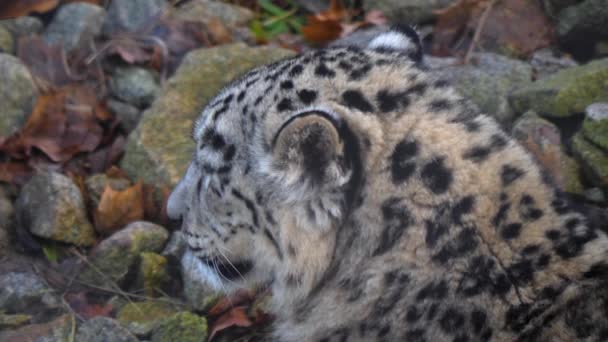 Střední Záběr Sněžné Leopardí Hlavy — Stock video