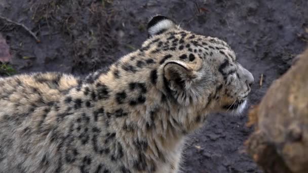 Medium Shot Snow Leopard Head — Stock Video