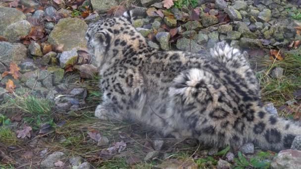 Plan moyen de léopard des neiges assis à terre en automne