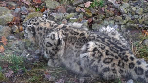 Střední Záběr Sněžného Leoparda Sedícího Podzim Zemi — Stock video