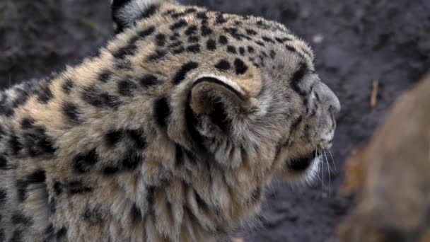 Tiro Medio Cabeza Leopardo Nieve — Vídeos de Stock