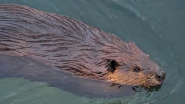 Nahaufnahme Eines Bibers Der Wegschwimmt — Stockvideo