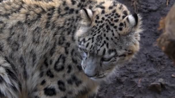 Gros plan du léopard des neiges